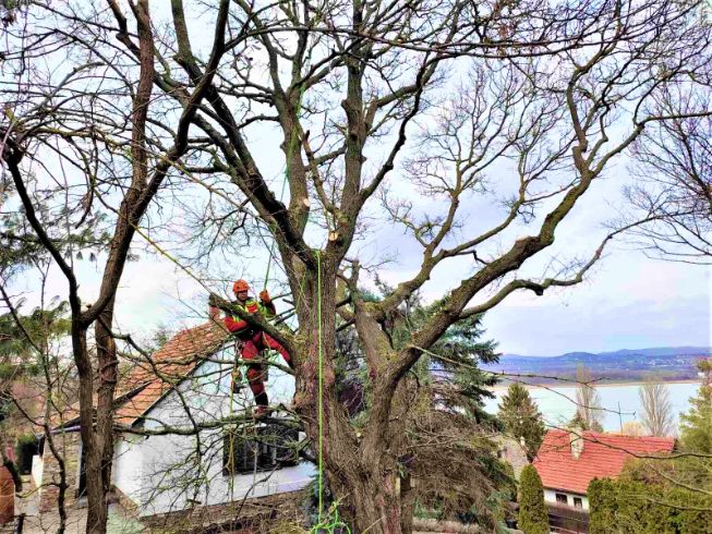 fakivágás alpintechnikával Pécsely, fakivagas alpintechnikaval pecsely