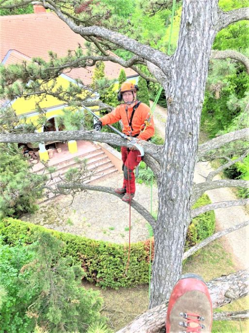 fakivágás Pécsely, fakivagas pecsely