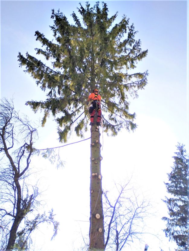 fakivágás alpintechnikával Pécsely, fakivagas alpintechnikaval pecsely