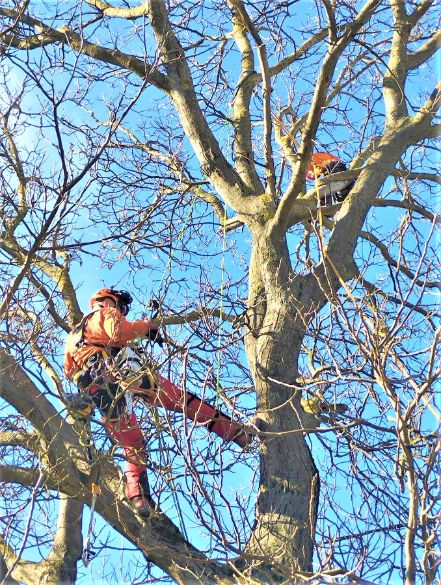 fakivágás alpintechnikával Pécsely, fakivagas alpintechnikaval pecsely