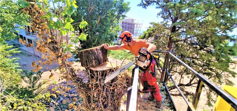 fakivágás emelőkosaras daruval Pécsely, fakivagas emelokosaras daruval pecsely