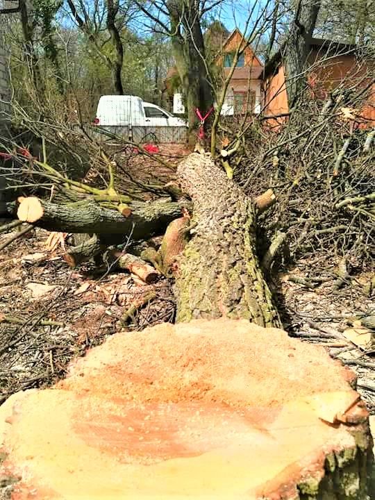 fakidöntés Pécsely, fakidontes pecsely